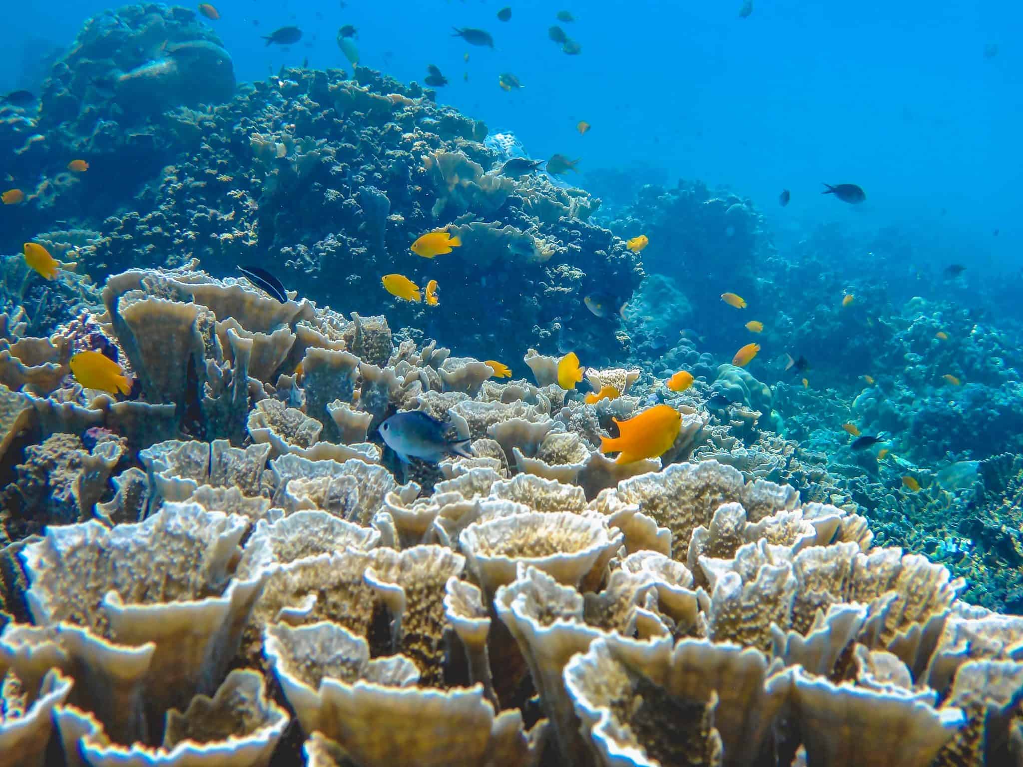Snorkeling & Diving